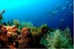 OceanCollege_underwater world